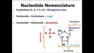 Nomenclature of Nucleotides Made EASY to Understand With Examples [upl. by Arihppas]