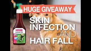 Skin Infection amp Hairfall In Dogs amp Puppies FreeGift Giveaway marshallspetzone [upl. by Maryjo378]