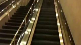 Teaching dog whistle commands on escalator [upl. by Oiramed]