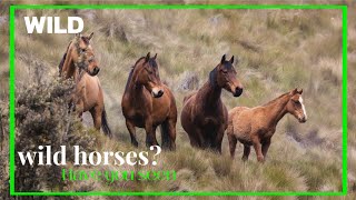 Today we will know about horse life for kids animals kidsvideo [upl. by Spalding]