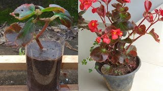 How to grow begonia from cutting [upl. by Refinnej]