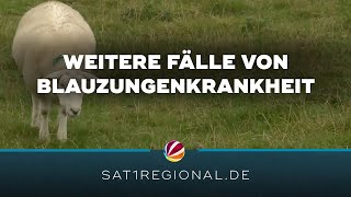 Weitere Fälle von Blauzungenkrankheit in SchleswigHolstein [upl. by Theda]