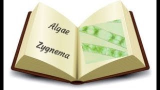 Algae Zygnema sp [upl. by Atikihc]