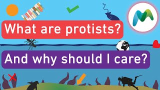 What are protists [upl. by Eudoxia]