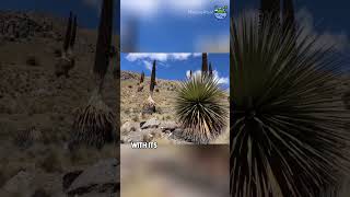 Puya raimondii Towering Spectacle of the Andean Highlands [upl. by Vinaya]