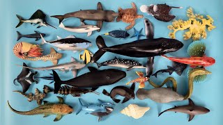 Learn Sea Animals Names with Toy Collection Ghost Shark Humpback Whale Manta Ray Lionfish Tuna [upl. by Ennylcaj]