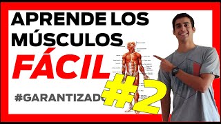 💪🏻 2 PARTE MUSCULOS del CUERPO HUMANO anatomia ❗❗ FÁCIL Musculos del hombro [upl. by Madian]