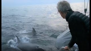 Des Orques attaquent un catamaran au large de la Corogne [upl. by Necyla749]