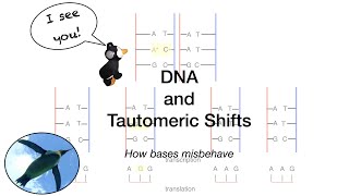 DNA and Tautomeric Shifts [upl. by Somerville378]