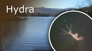 All About Hydra Description Anatomy and Feeding [upl. by Cy]