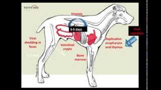 Parvoviral Enteritis in the Canine  Pathogenesis [upl. by Assed]