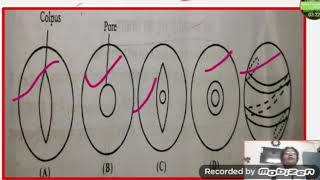 Pollen development Pollen tube growth and guidance part 2 [upl. by Vtarj]