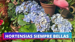 HORTENSIAS BELLAS CON ABONOS CASEROS Y QUIMICOS  ABONOS PARA PLANTAS ACIDAS [upl. by Durning]