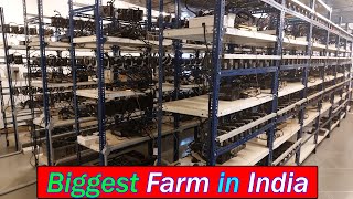 Biggest Mining Farm in India  Harsh Gupta Sachin amp Aditya Bhati  Hindi [upl. by Franny95]