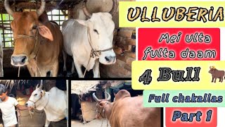 OX AND COW COLLECTION WITH PRICEULBERIA ME ULLU BANA KOLKATACOW2024 MAMALOGCHAKALLAS🔥 [upl. by Okiron]