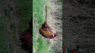 Ringnecked Pheasant Common Pheasant Phasianus colchicus  Observed in Description [upl. by Yolanda693]