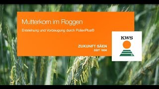 Mutterkorn im Roggen Entstehung und Vorbeugung durch PollenPlus® [upl. by Ttreve]