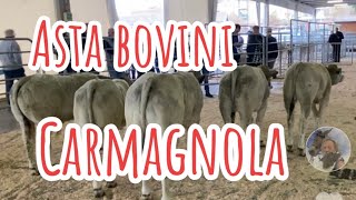 Asta Bovini razza piemontese Carmagnola TOpiemonte [upl. by Keating]