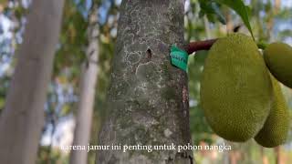 Gangguan Biotik Pada Pohon Nangka Artocarpus heterophyllus di Wisdom Park Oleh Kelompok 6 B 2024 [upl. by Savitt]