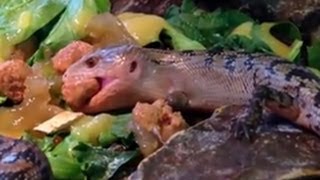 Bluetongued Skink Giving Birth to Live Babies [upl. by Andromede]