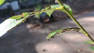 sawfly larvae on willow [upl. by Llenwad]