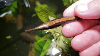 Whiptail Catfish aka Twig Catfish Farlowella spp [upl. by Ahsikyw]