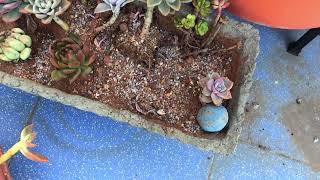 THIS WAS EXTREMELY DEVASTATING  SUCCULENT CARE TIPS [upl. by Aneet]