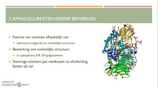 Transcriptie translatie en eiwitsynthese van RNA naar eiwit HAVO [upl. by Aizahs]