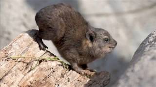 Small furry and… related to elephants Trio of rock hyraxes born at Chester Zoo [upl. by Ellenwahs]