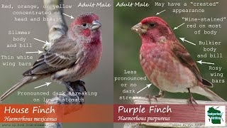 ID Tips Purple Finch vs House Finch [upl. by Eidnac]