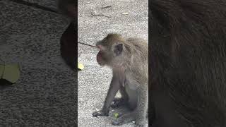 Cute Monkey monkey monkeylove monkeyvideo shorts [upl. by Soalokcin]