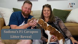 Sedonas F1 Cavapoo Litter Reveal [upl. by Zetram]