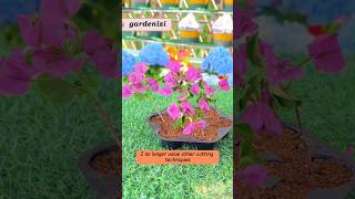 How To Propagate Bougainvillea Plant from cuttingspropagation bougainvillea shorts gardening [upl. by Gladi693]