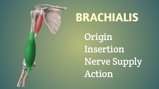 Brachialis Muscle  Origin  Insertion  Nerve supply  Action  by Physiotrav [upl. by Enomsed901]