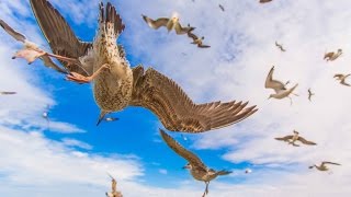 Essaouira  by Soufiane Bouhali [upl. by Morentz418]