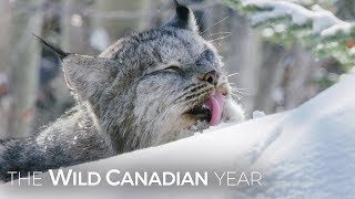 A Wild Canadian Lynx And A Cameraman Develop An Amazing Relationship  Wild Canadian Year [upl. by Nessnaj]