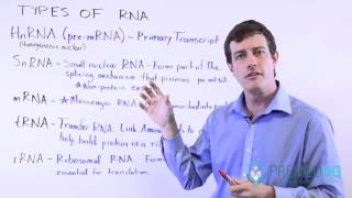 5 Types of RNA mRNA tRNA rRNA HnRNA and SnRNA [upl. by Eibor]