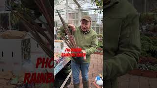 Phormium “Rainbow Queen tough New Zealand Flax for pots or beds httpspergolanurseriesecwidcom [upl. by Stubstad]