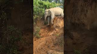 Elephants fell down from bank [upl. by Linson]