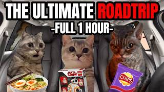 Cat Memes Roadtrip Compilation Full 1 Hour [upl. by Aztiray]