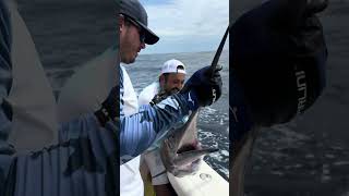 One of the 7 striped marlins we released today down here in Cabo San Lucas fishing marlinfishing [upl. by Duyne]