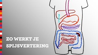 Hoe werkt je spijsvertering  Voedingscentrum [upl. by Dnalloh]