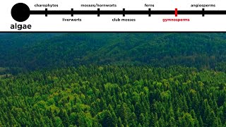 Gymnosperms LongDistance Pollination [upl. by Arikat]