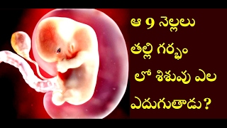 Development of a Baby in womb  Baby development stages  sun media telugu [upl. by Michaela]