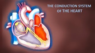 Cardiovascular anatomy and physiology the conduction system of the heart [upl. by Yesmar548]