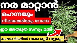 Natural Hair Dyeനര മാറാനും മുടി കാടുപോലെ വളരാനും ഇത് മതിtrendinghairdye [upl. by Synn]