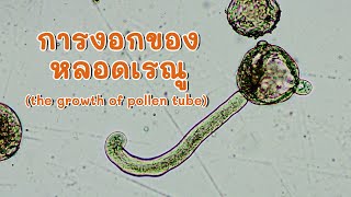 การงอกของหลอดเรณู the growth of pollen tube [upl. by Aurelio732]