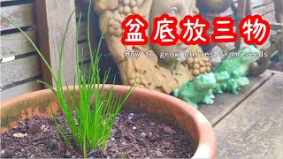 我为何在盆底放三物：即省土又營养 ：如何种植細香蔥  How to grow chives from seeds【种菜养花】 [upl. by Obidiah]