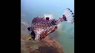 Coral City Camera  Smooth Trunkfish Catwalk Turn  7424 [upl. by Pacificas659]