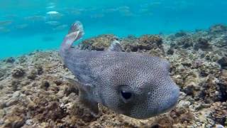 Schnorcheln Makadi Bay  Ägypten  Egypt  Rotes Meer  Red Sea [upl. by Eatton]